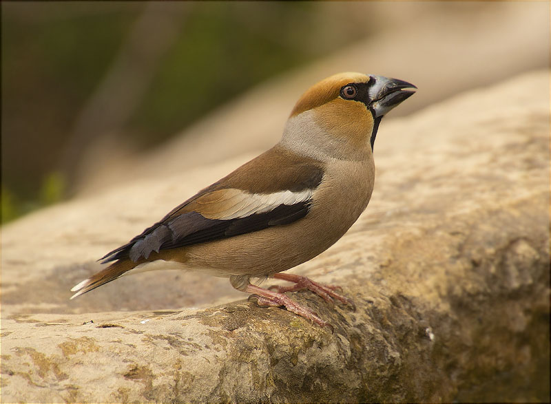 Durbec (Coccothraustes coccothraustes)