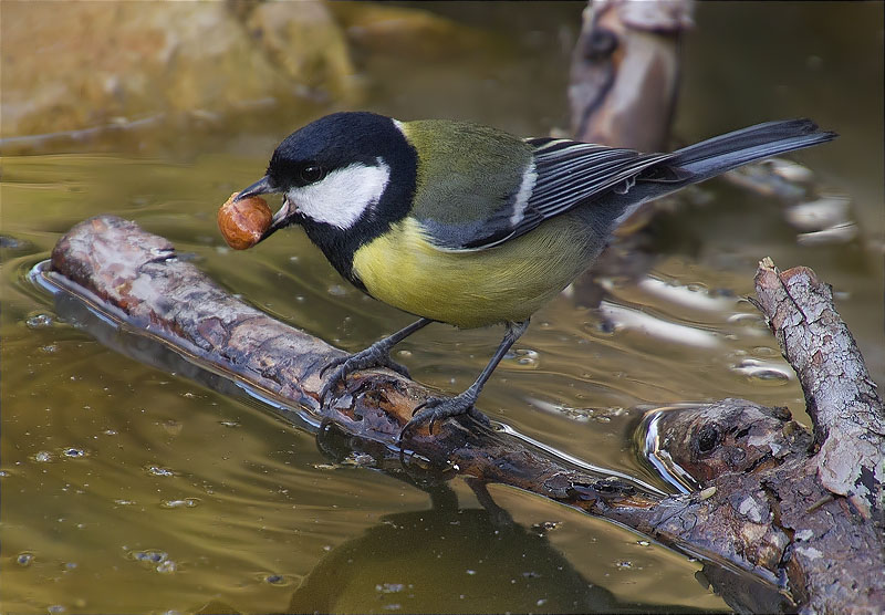 Mallerenga carbonera (Parus major)