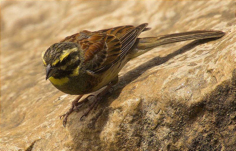 Mascle de Gratapalles (Emberiza cirlus)