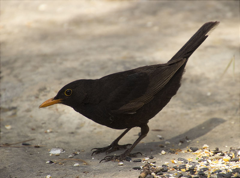 Mascle de primer hivern de Merla (Turdus merula)