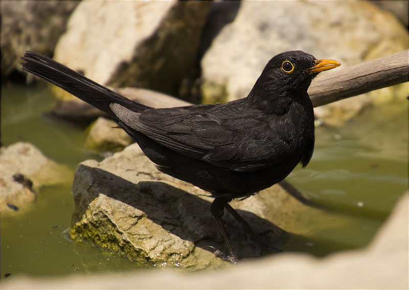 Mascle de Merla (Turdus merula)