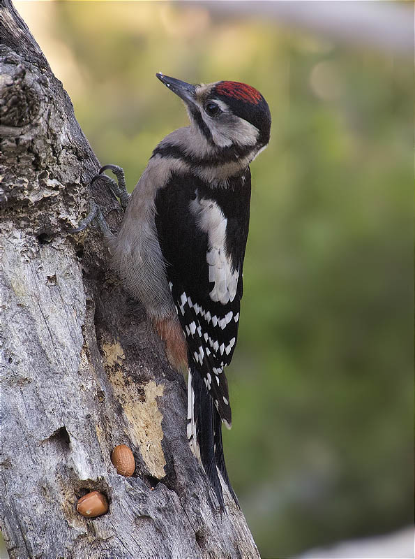 Jove de Picot garser gros (Dendrocopos major)