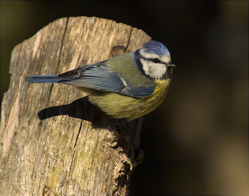 Mallerenga blava (Cyanistes caeruleus)