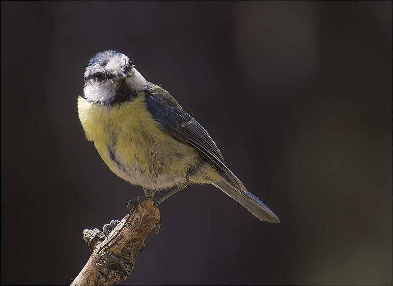 Mallerenga blava (Parus caeruleus)