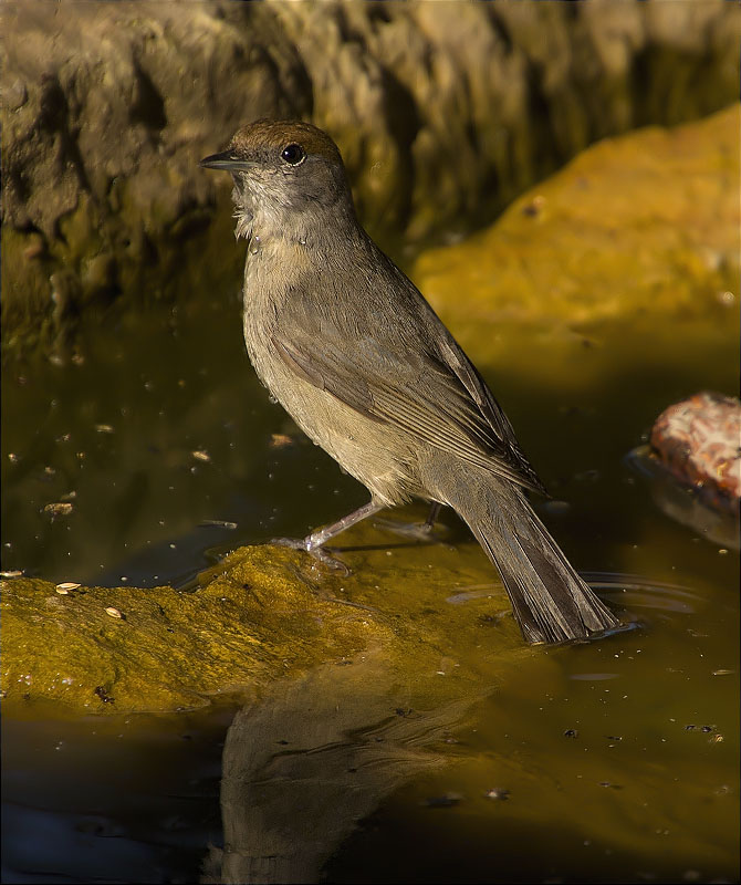 Femella de Tallarol de casquet (Sylvia atricapilla)