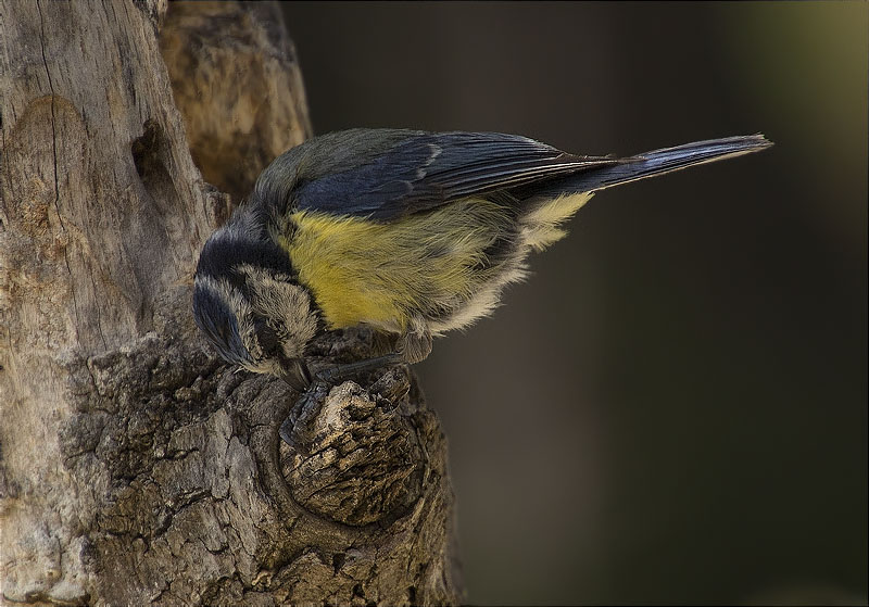 Mallerenga blava (Parus caeruleus)