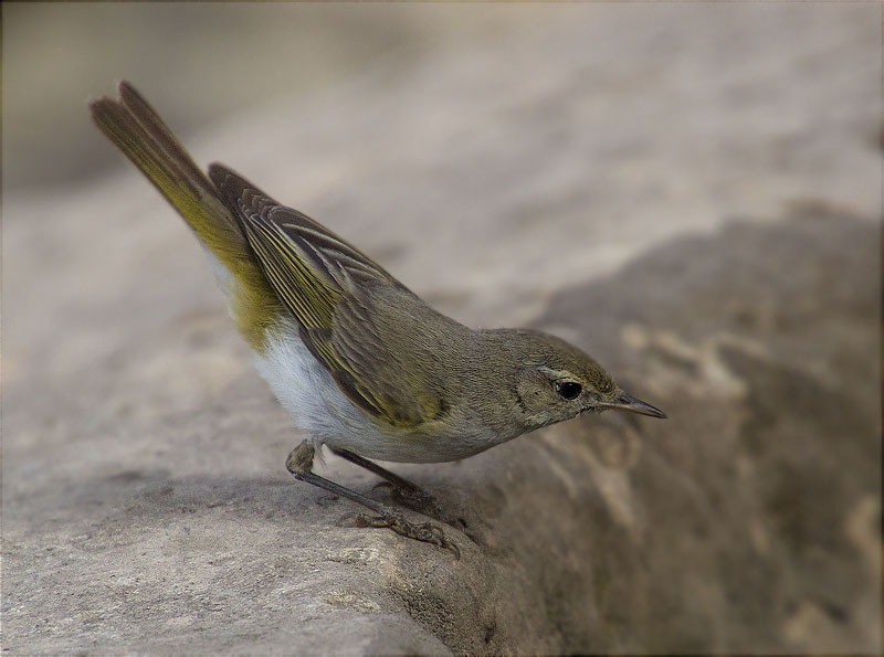 Mosquiter pàl·lid (Phylloscopus bonelli)