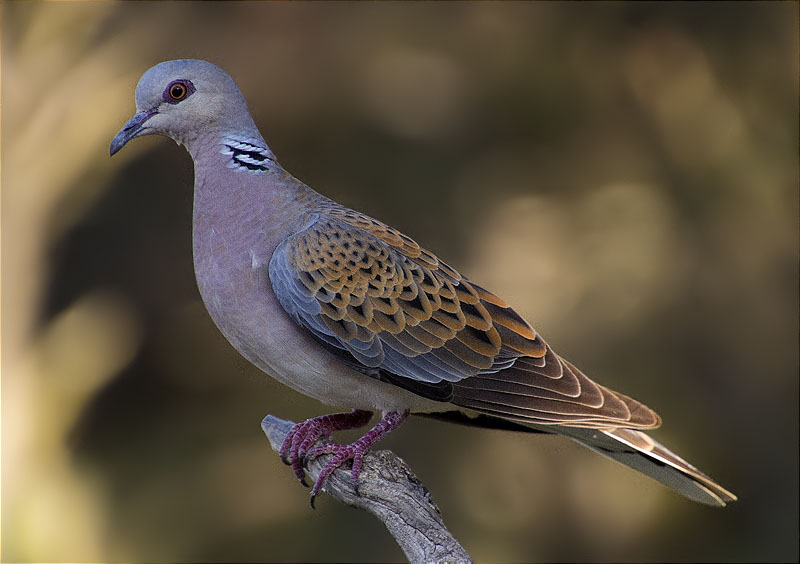 Tórtora europea (Streptopelia turtur)