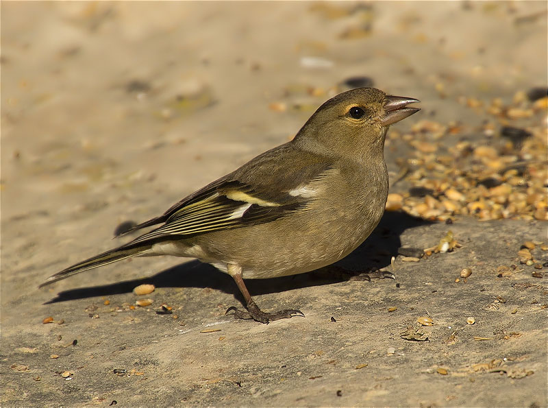 Femella de Pinsà comú (Fringilla coelebs)