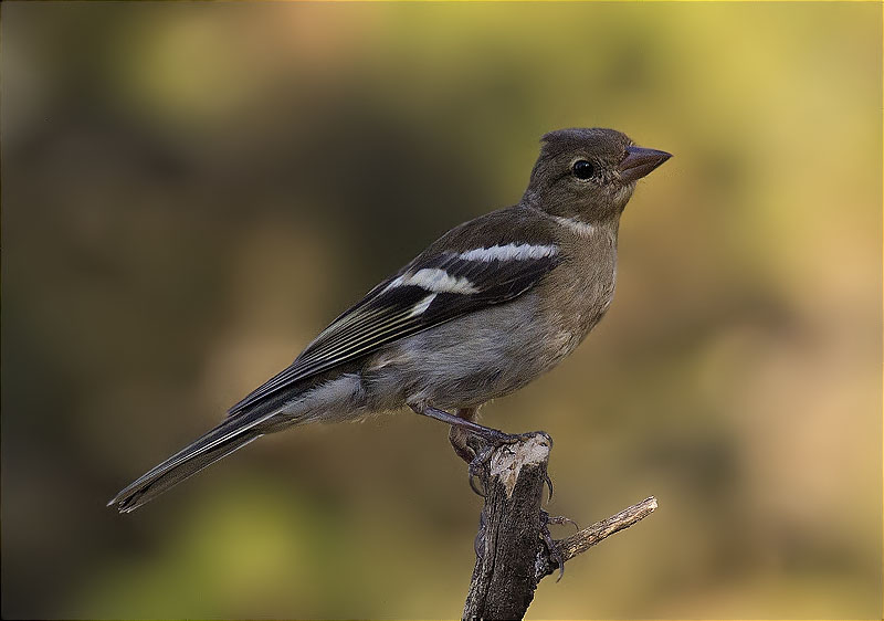 Jove de Pinsà comú (Fringilla coelebs)