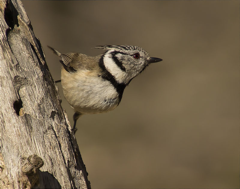 Mallerenga emplomallada (Parus cristatus)