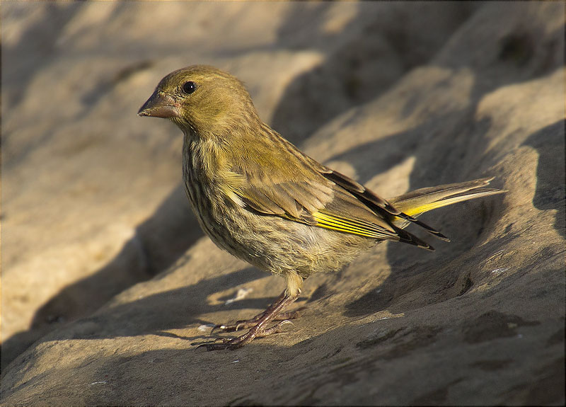 Jove de Verdum (Carduelis chloris)