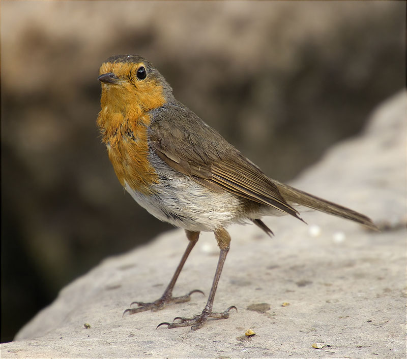 Pit roig (Erithacus rubecola)