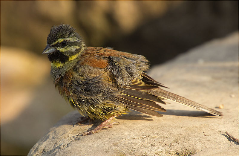 Mascle de Gratapalles (Emberiza cirlus)