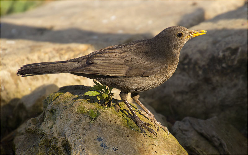 Jove de Merla (Turdus merula)