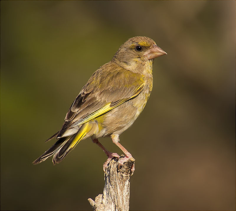 Femella de Verdum (Carduelis chloris)