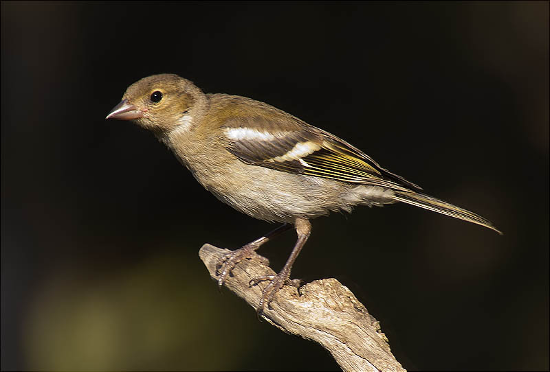 Jove de Pinsà comú (Fringilla coelebs)