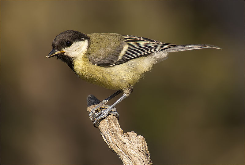 Mallerenga carbonera (Parus major)