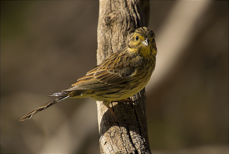 Femella de Gratapalles (Emberiza cirlus)