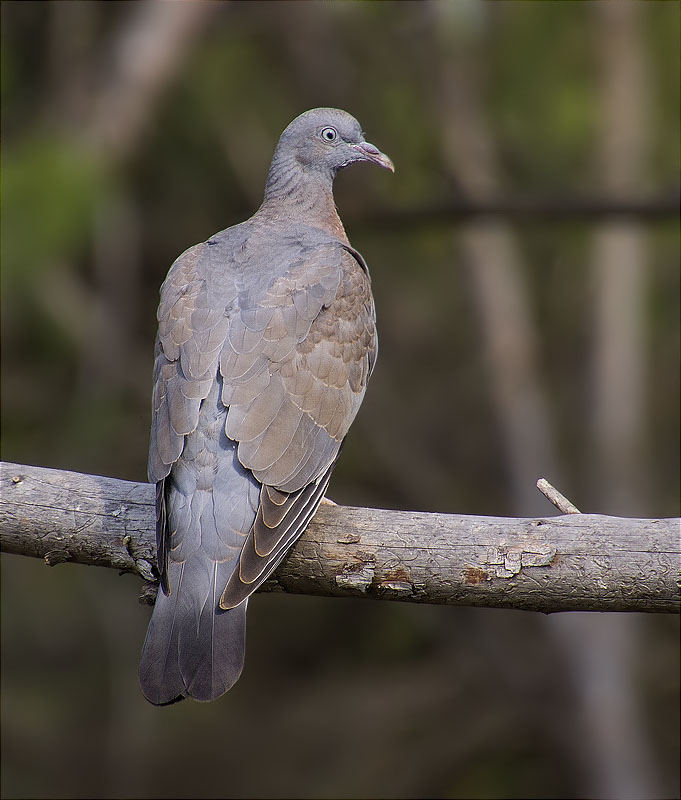 Jove de Tudó (Columba palumbus)