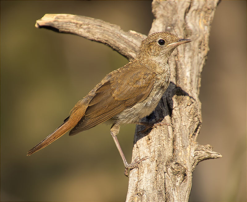 Jove de Pit roig (Erithacus rubecola)