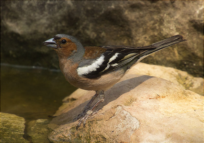 Mascle de Pinsà comú (Fringilla coelebs)