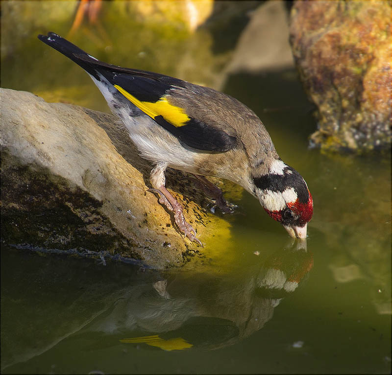 Cadernera (Carduelis carduelis)