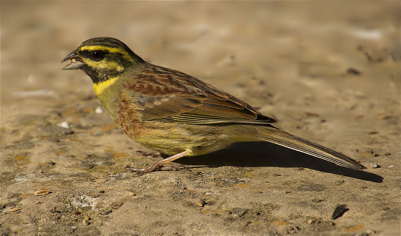 Mascle de Gratapalles (Emberiza cirlus)