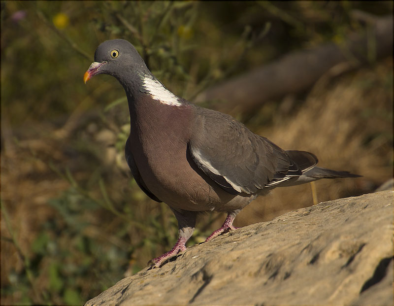 Jove de Tudó (Columba palumbus)