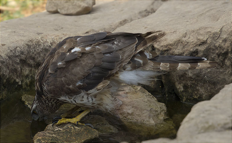 Astor (Accipiter gentilis)