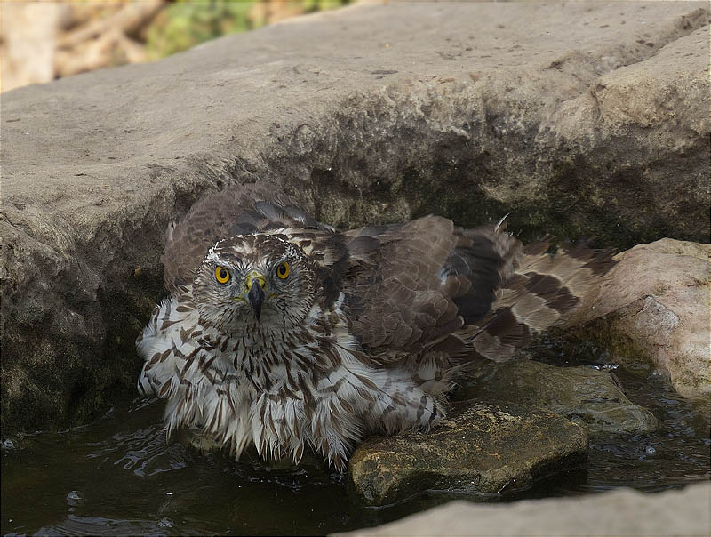 Astor (Accipiter gentilis)