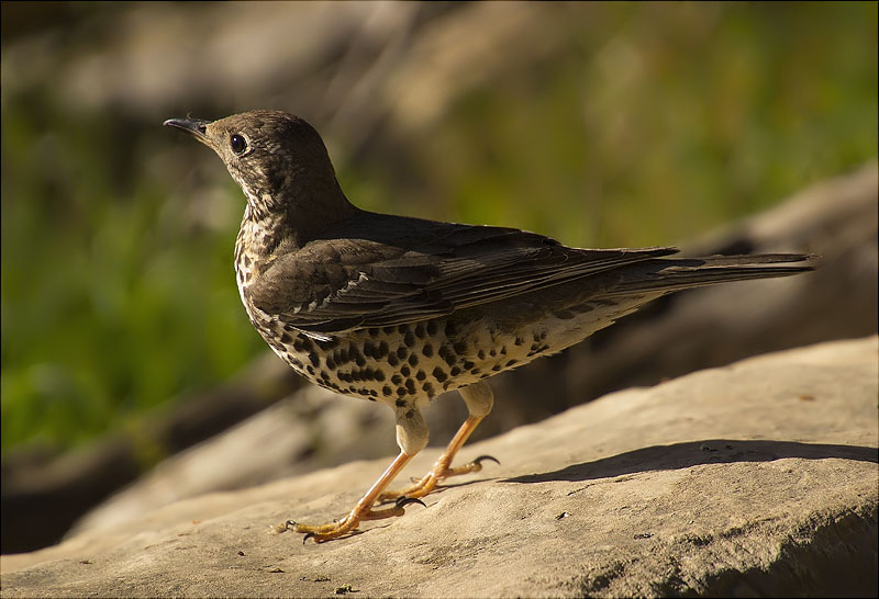 Griva (Turdus viscivorus)