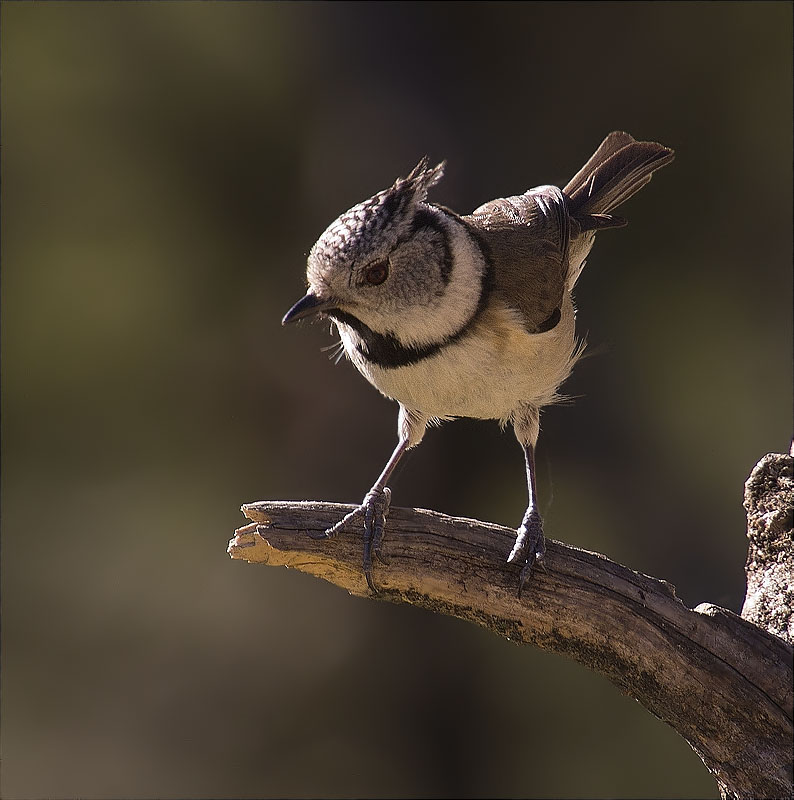 Mallerenga emplomallada (Parus cristatus)