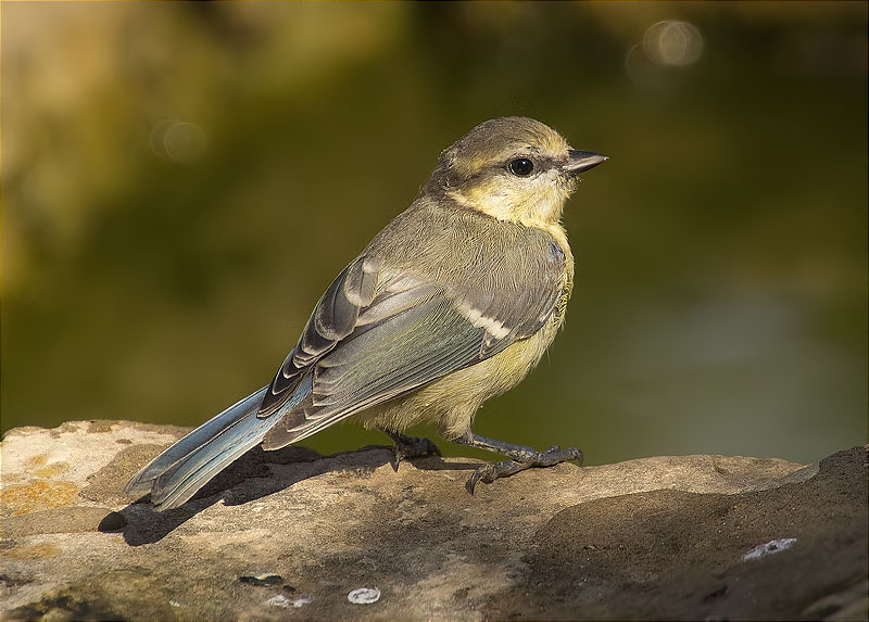 Jove de Mallerenga blava (Cyanistes caeruleus)