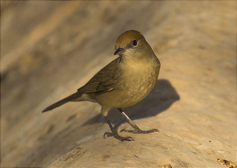 Femella de Tallarol de casquet (Sylvia atricapilla)