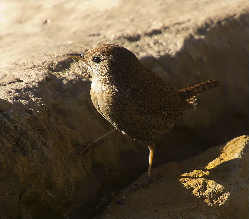 Cargolet (Troglodytes troglodytes)