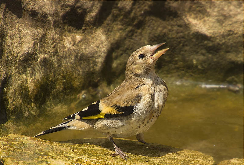 Jove de Cadernera (Carduelis carduelis)