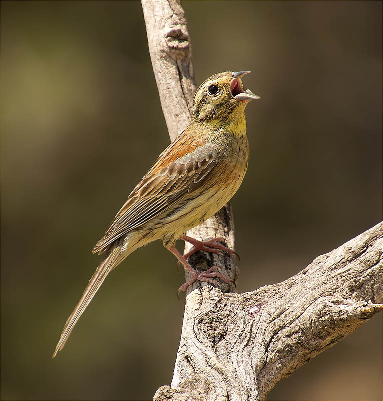 Femella de Gratapalles (Emberiza cirlus)