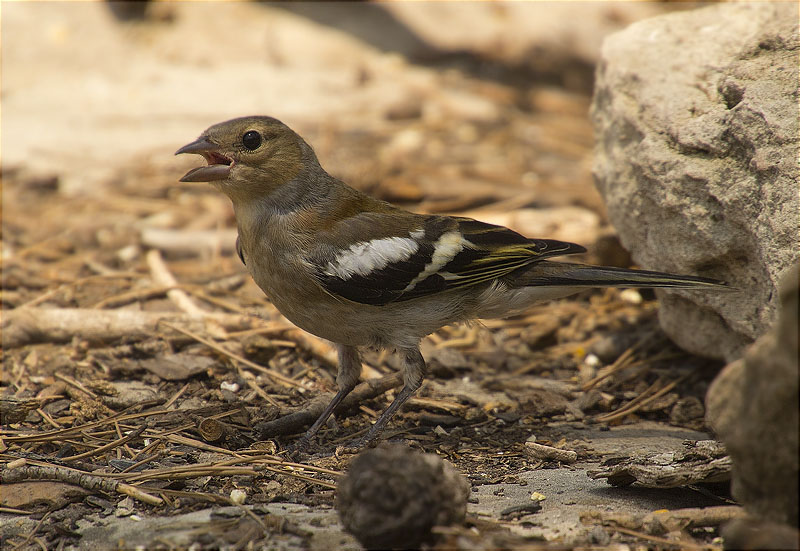 Femella de Pinsà comú (Fringilla coelebs)