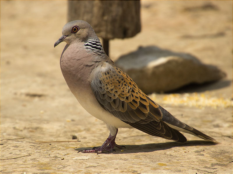 Tórtora europea estarrufada