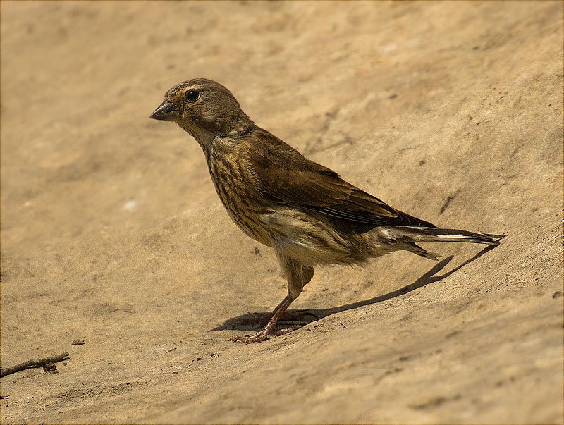 Femella de Passerell (Carduelis cannabina)