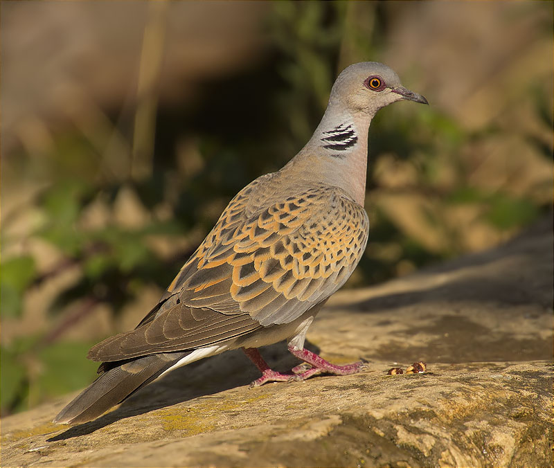 Tórtora europea (Streptopelia turtur)