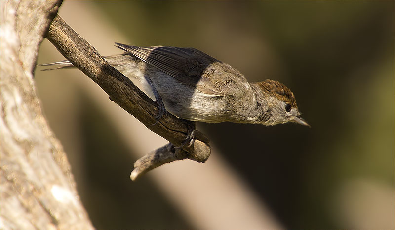 Femella de Tallarol de casquet (Sylvia atricapilla)