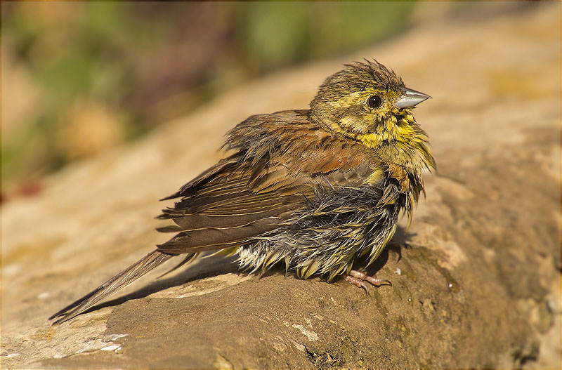 Femella de Gratapalles (Emberiza cirlus)