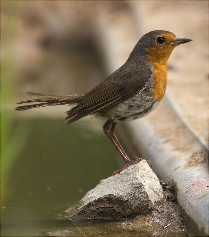 Pit roig (Erithacus rubecola)