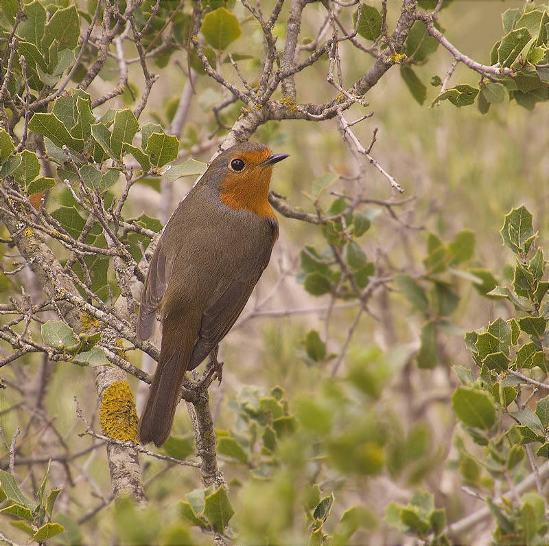 Pit roig (Erithacus rubecola)