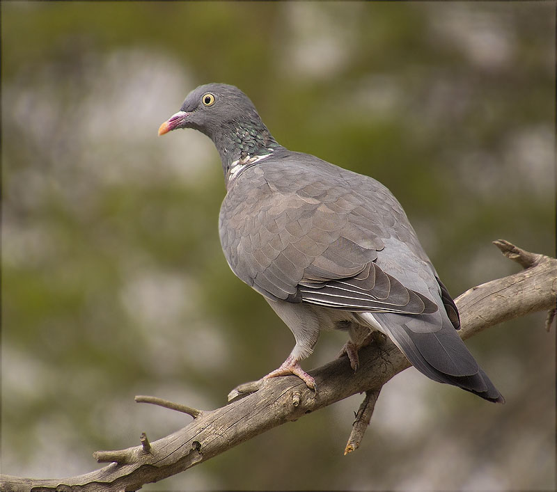 Tudó (Columba palumbus)