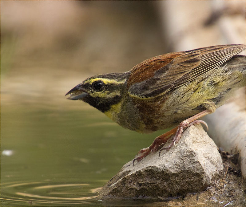 Mascle de Gratapalles (Emberiza cirlus)