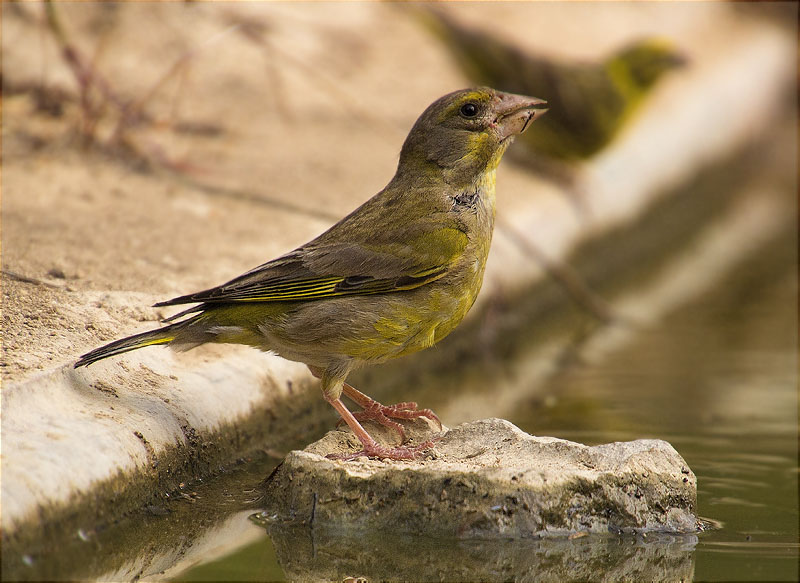 Femella de Verdum (Carduelis chloris)