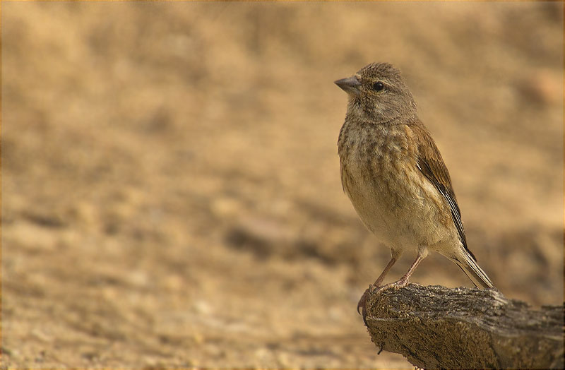 Femella de Passerell (Carduelis cannabina)